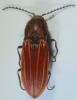 Anostirus purpureus